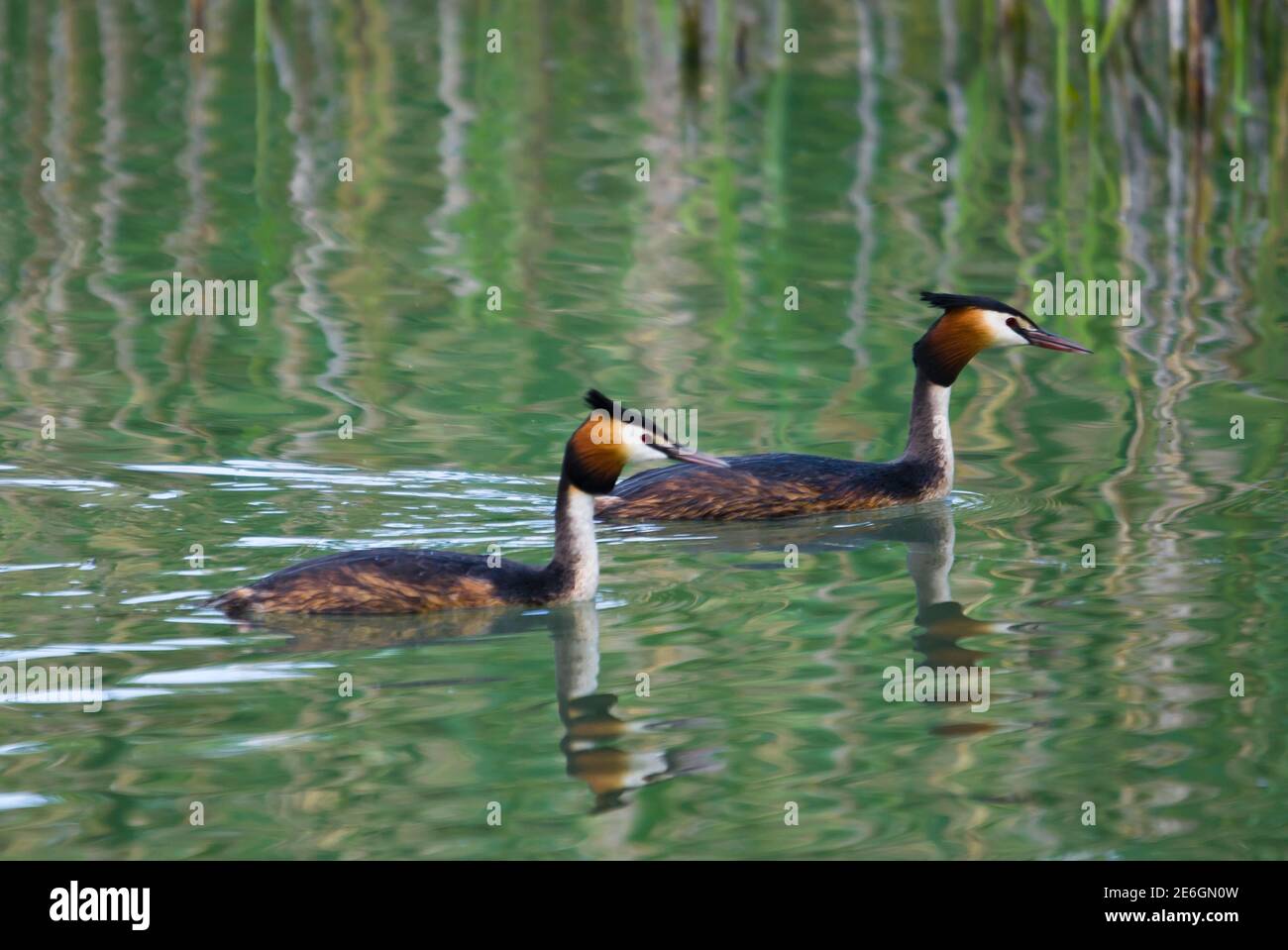 Grande grebe crestato - Podiceps cristatus, splendido uccello d'acqua popolare dai laghi europei e dalle acque fresche, Zuger See, Svizzera. Foto Stock