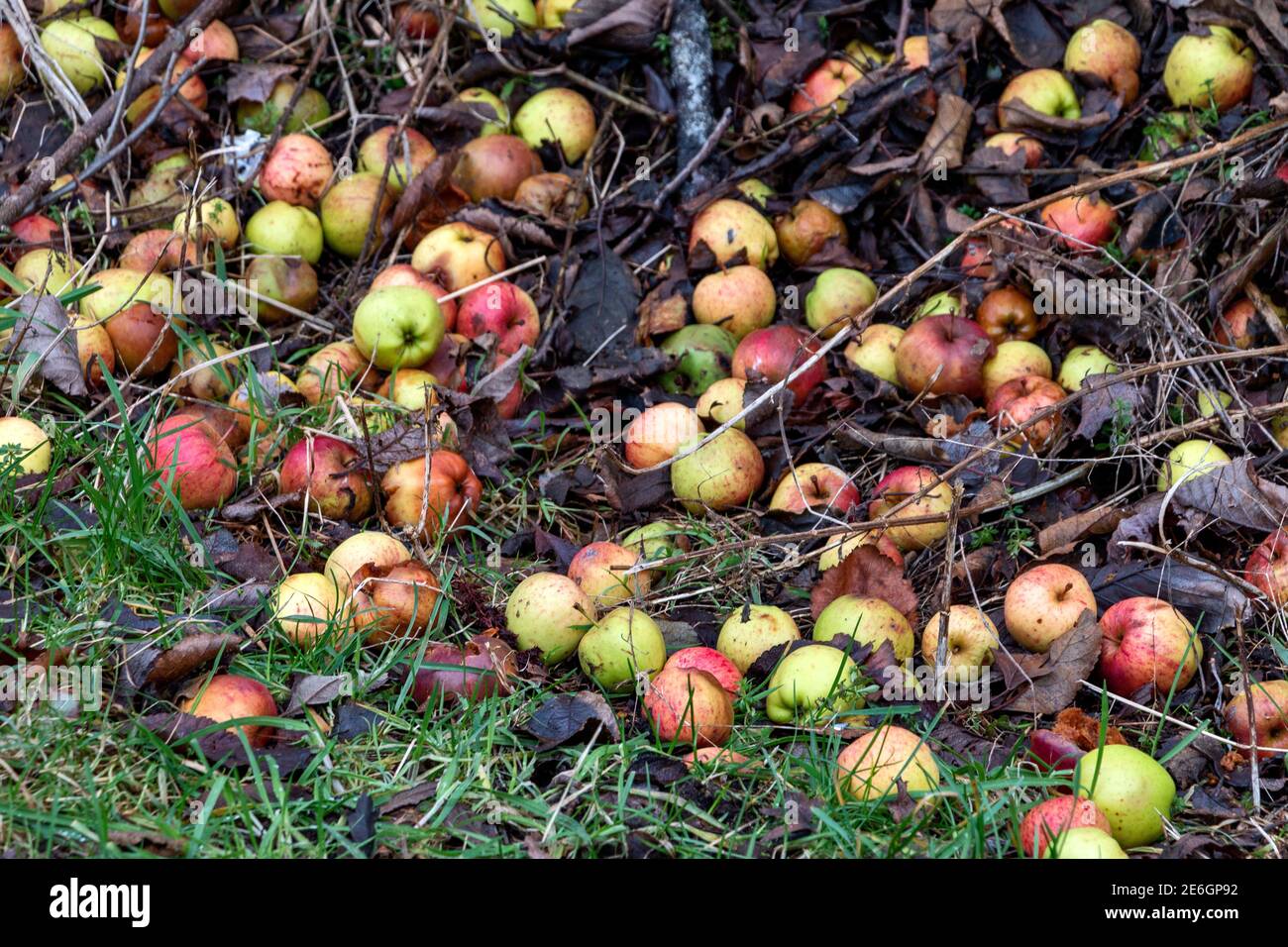 VARIOPINTO FRUTTETO VARIETÀ DEL GRANCHIO MELA MALUS SYLVESTRIS PROLIFICO FRUTTA SDRAIATA A TERRA IN INVERNO Foto Stock
