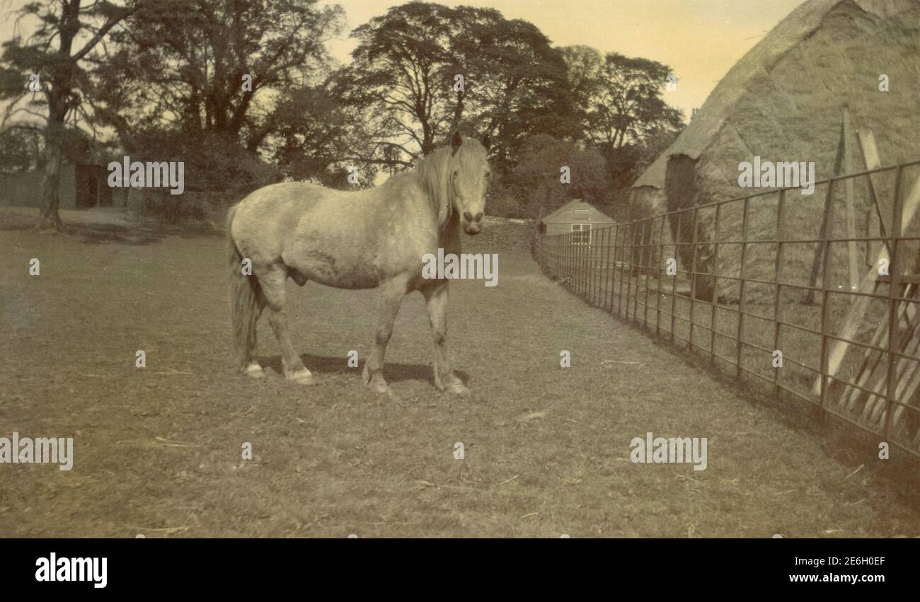 Cavallo nel paddock, 1890 Foto Stock