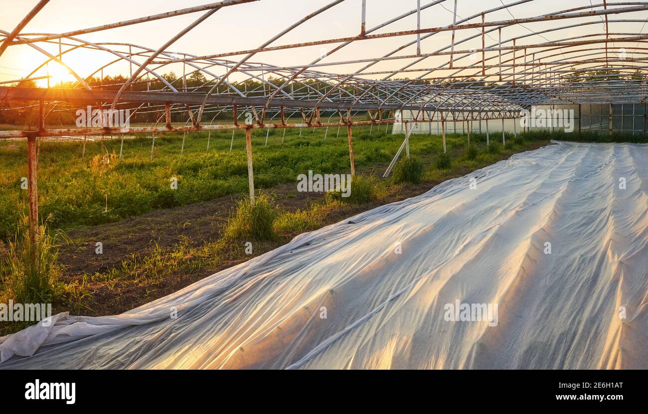 La copertura a file flottante è la fattoria biologica al tramonto. Foto Stock