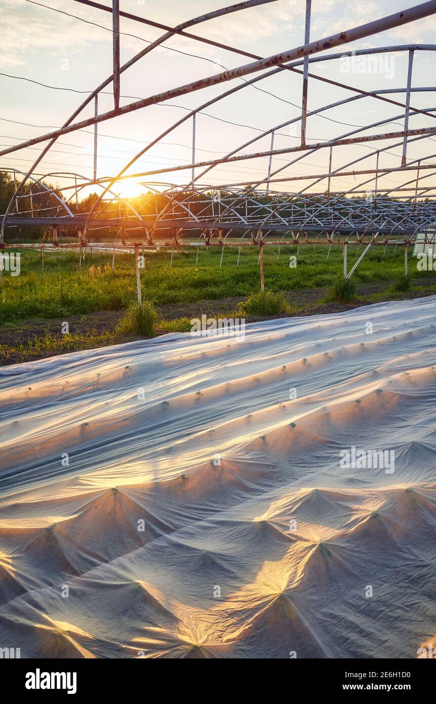 La copertura a file flottante è la fattoria biologica al tramonto. Foto Stock