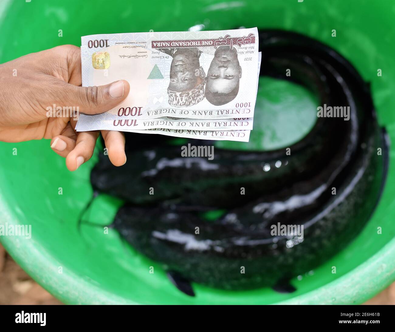 Mano tenendo e scambiando la valuta della nota naira nigeriana mentre comprando o facendo la transazione di affari con il pesce gatto in una ciotola verde. Foto Stock