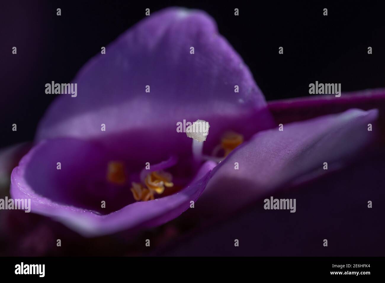 Iride nativo o bandiera nativa (patersonia), famiglia Iridaceae, macro fotografia guardando il fiore a forma di cuore viola e centro che splende nel sole Foto Stock