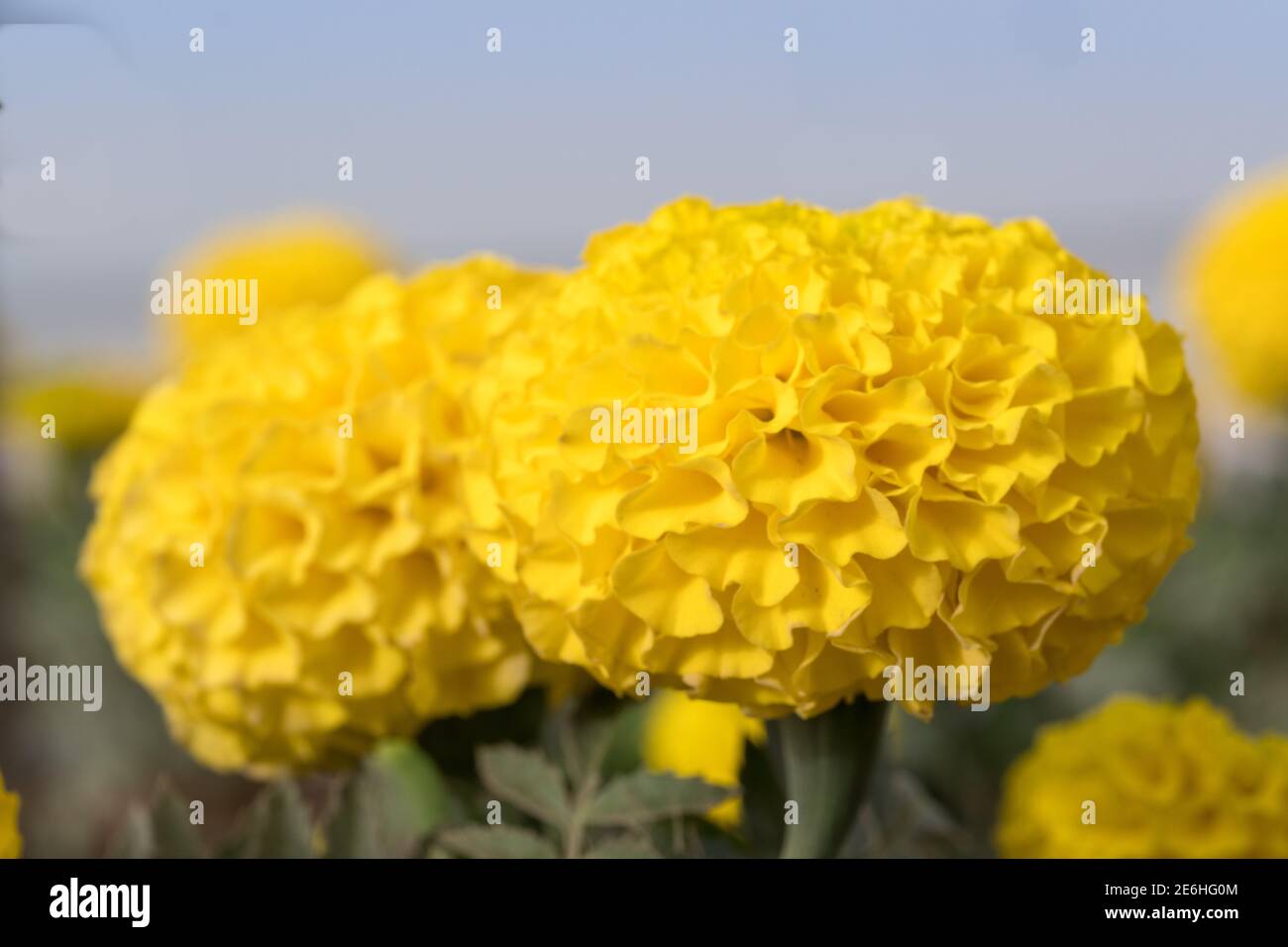 Fiore di Marigold giallo (Tagetes) nella famiglia di girasole (Asteraceae) macro primo piano per fiori di primavera e concetti con sfondo cielo blu. Foto Stock