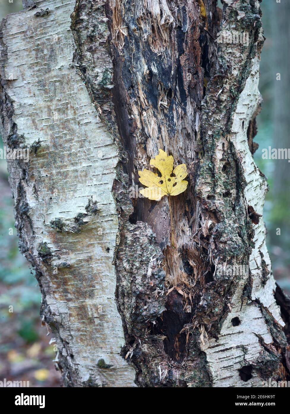 Singola foglia autunnale caduta contro la forza di una testurizzata E l'albero di Birch guasto Foto Stock