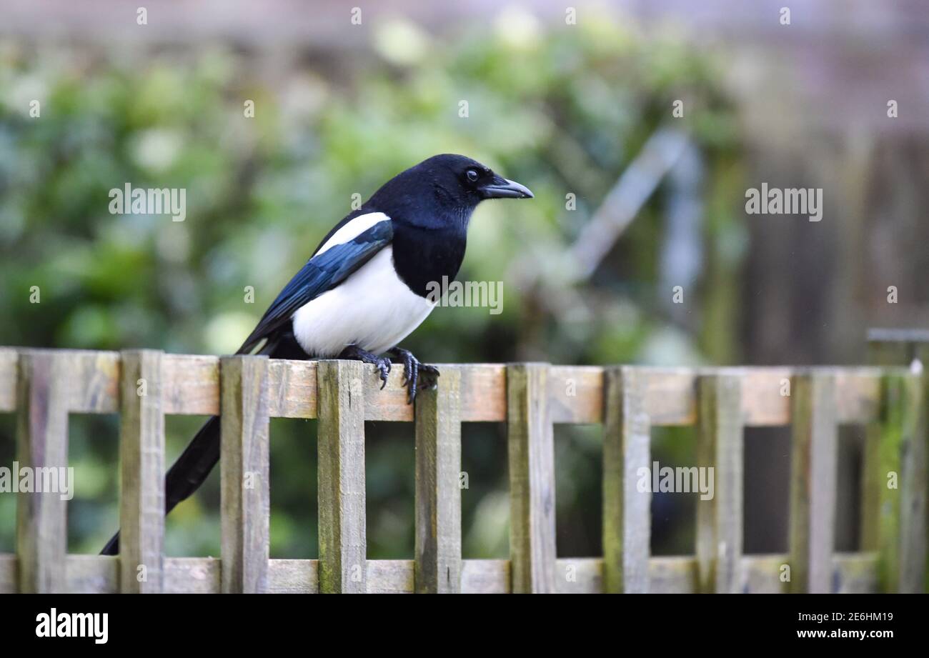 Brighton UK 29 gennaio 2021 - UNA Magpie atterra su una recinzione nel giardino dei fotografi durante il sondaggio RSPB's Big Garden Birdwatch 2021 a Queens Park Brighton questa mattina . L'annuale Big Garden Birdwatch si svolge nel corso di questo fine settimana tra il 29 e il 31 gennaio per il più grande progetto scientifico cittadino con sede nel giardino del Regno Unito. : Credit Simon Dack / Alamy Live News Foto Stock