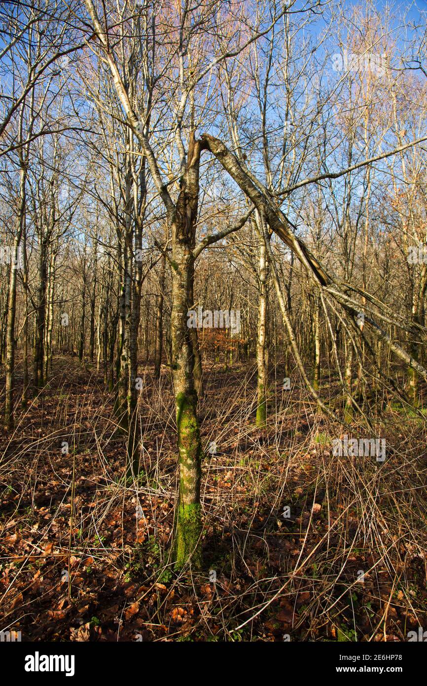 Danni agli alberi causati da scoiattoli grigi, Devon, Regno Unito Foto Stock