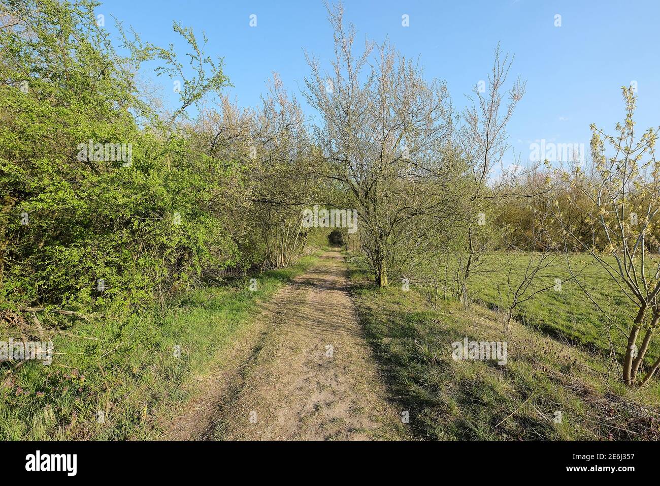 Strada di campagna, pista ciclabile, sentiero pedonale attraverso la vegetazione primaverile. Romantiche escursioni rurali, sentiero in Europa. Cielo blu con nuvole, primavera nel Brandeburgo Foto Stock