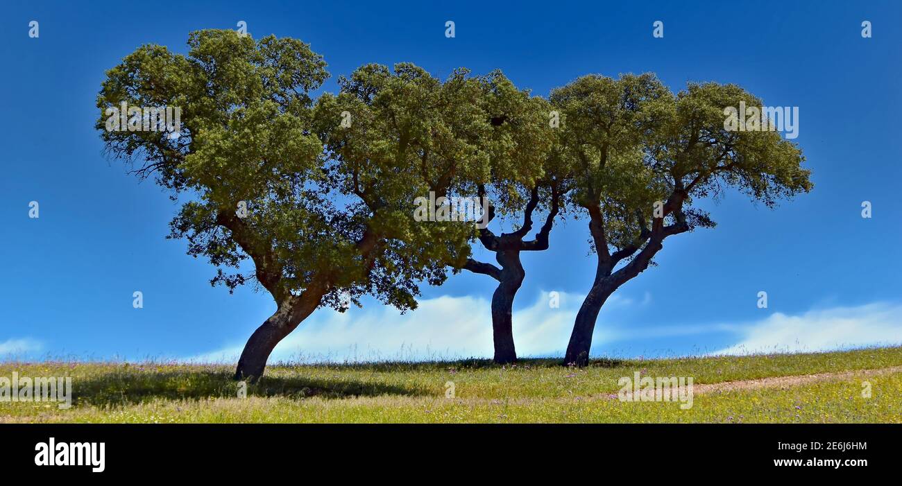 Tre alberi su uno skyline in Portogallo Foto Stock