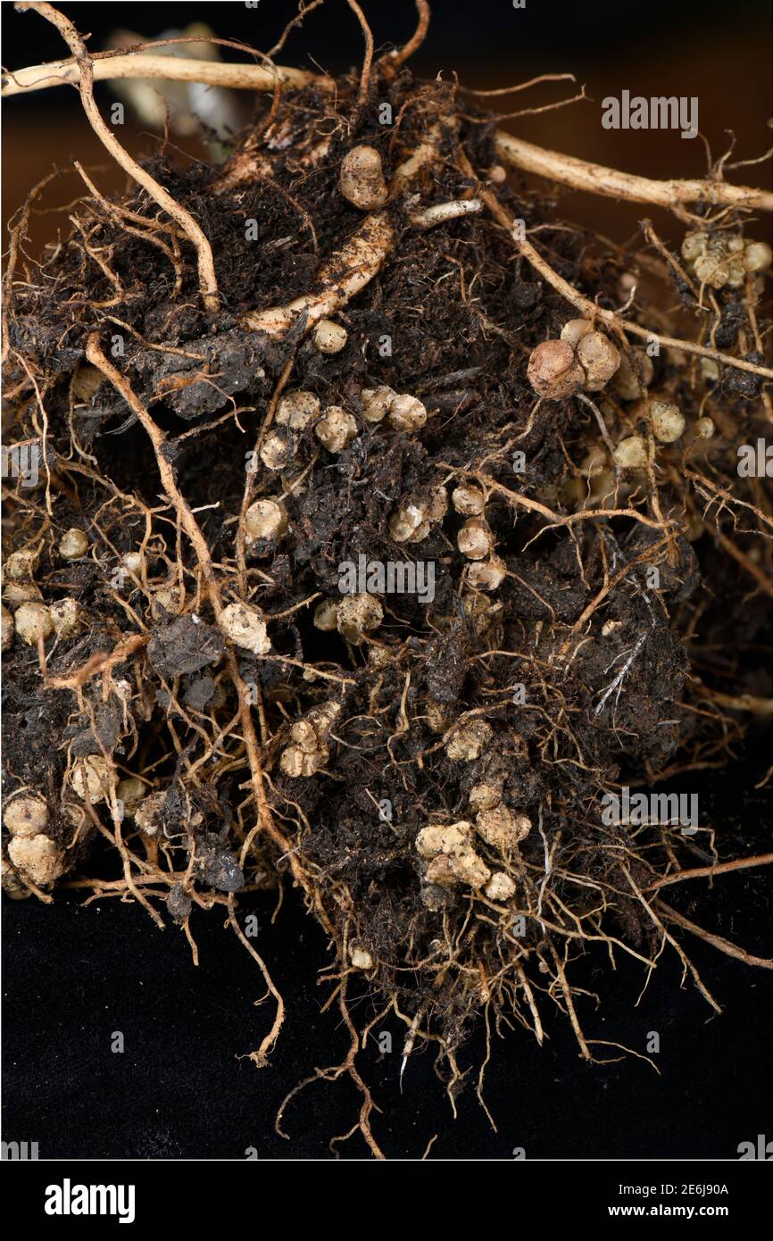 Noduli che fissano azoto alle radici di piante leguminose (Runner Bean), causati dal batterio {Rhizobium sp} UK Foto Stock