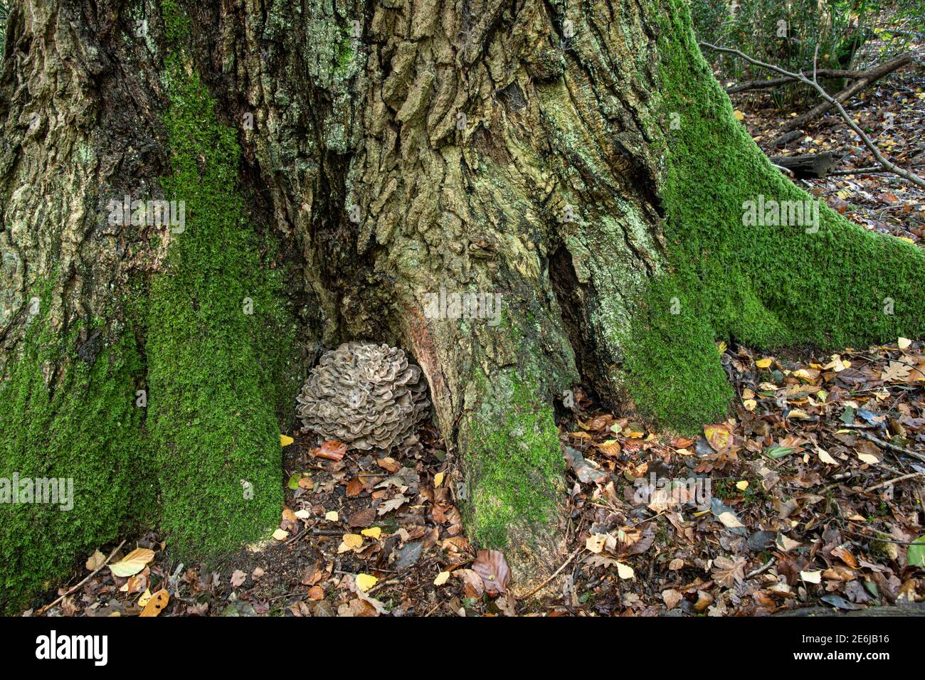 Gallina dei boschi: Grifolia frontosa. Parassita su quercia. Sussex, Regno Unito. Foto Stock