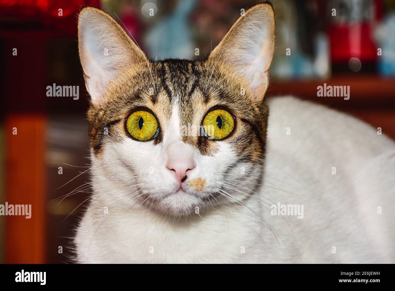 Ritratto di gatto bianco con macchie marroni che si siedono fissando al fotocamera Foto Stock