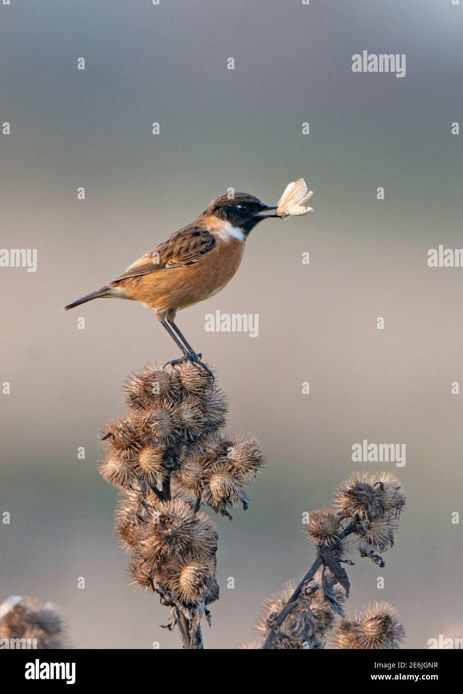 Stonechat, Saxicola rubbecula, maschio in inverno cattura falene, Suffolk Foto Stock