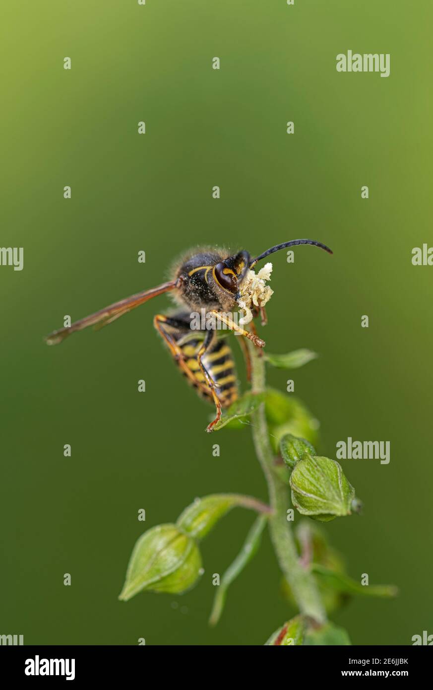 Helleborine a larghe linee: Epipelactis helleborine. Impollinazione di Saxon Wasp: Dolichovespula saxonica. Surrey, Regno Unito. Nota la pollinia sulla testa di Wasp. Foto Stock