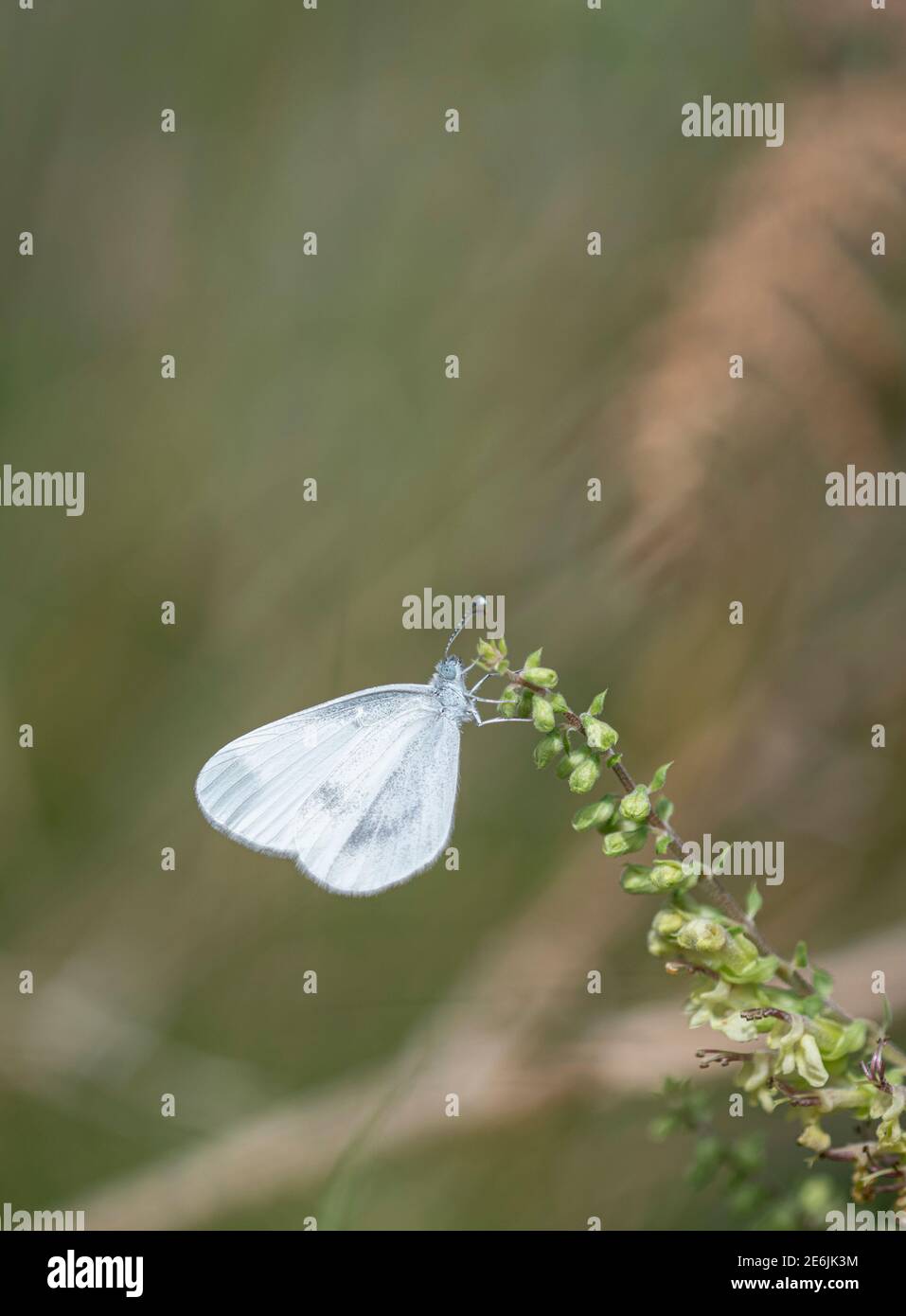 Farfalla bianca di legno: Leptidea sinapis. Surrey, Regno Unito. Foto Stock