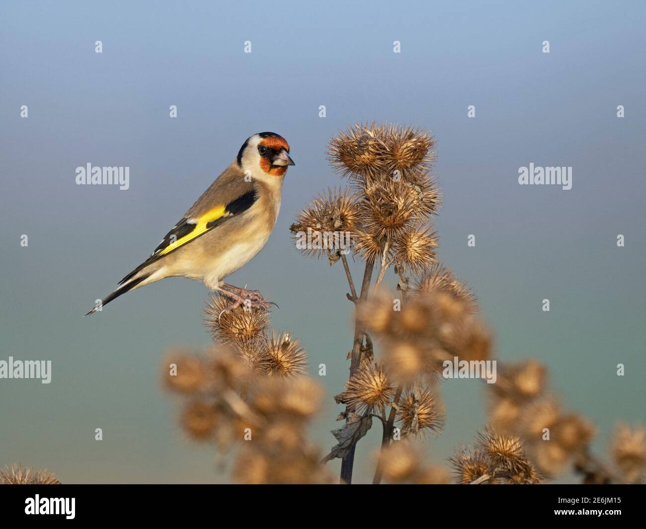 Eurasian Goldfinch, Carduelis carduelis, che si nutra ai semi di Burdock, Norfolk del Nord, dicembre Foto Stock