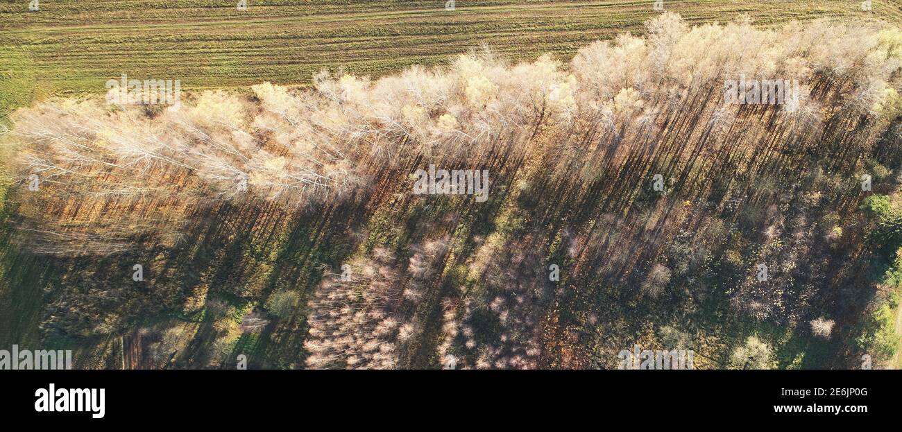 Alberi bianchi con lunghe sfumature sopra la vista del drone superiore Foto Stock
