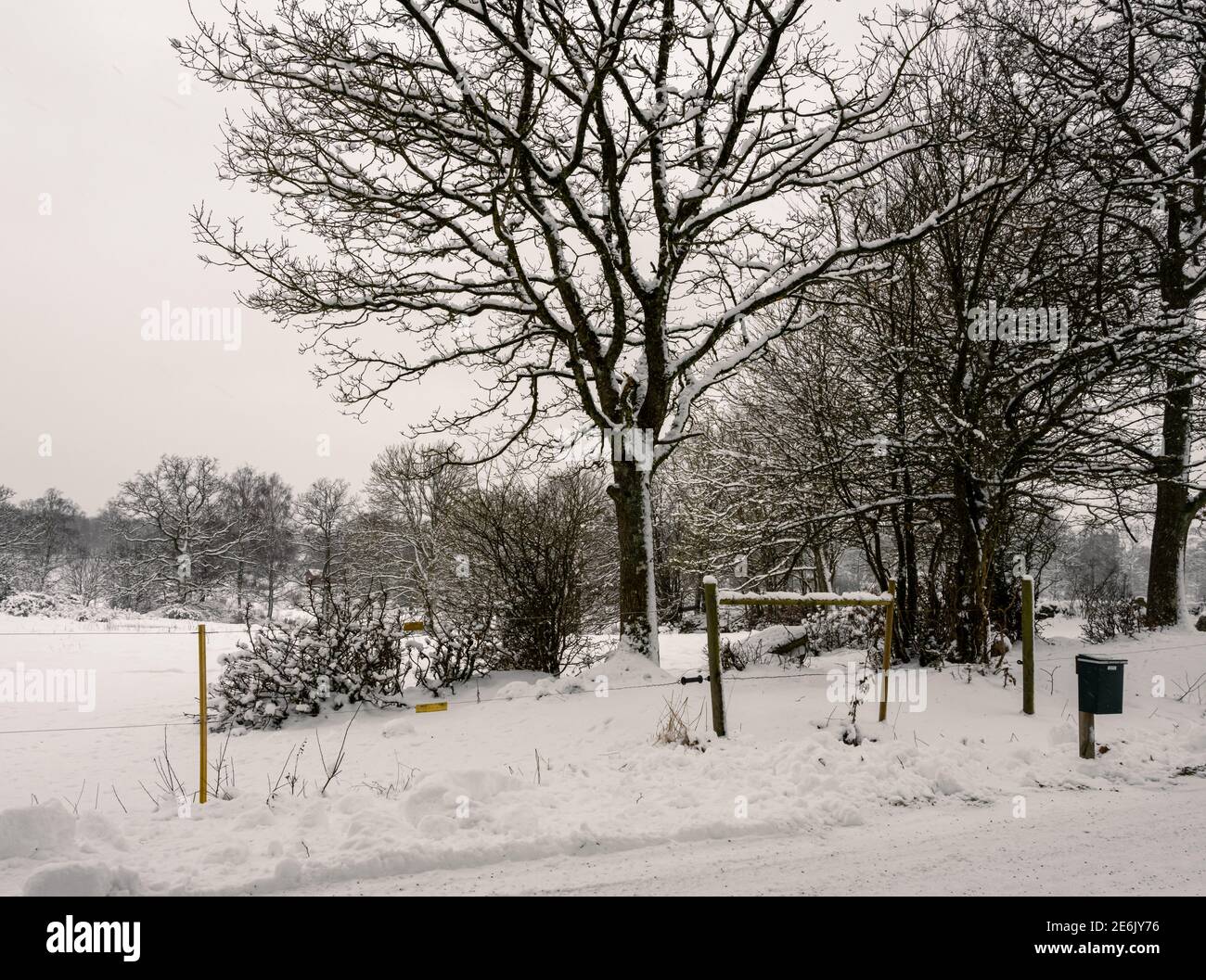 Un albero in prato coperto di neve una giornata invernale fredda e croccante. Foto di Hoor, Svezia meridionale Foto Stock