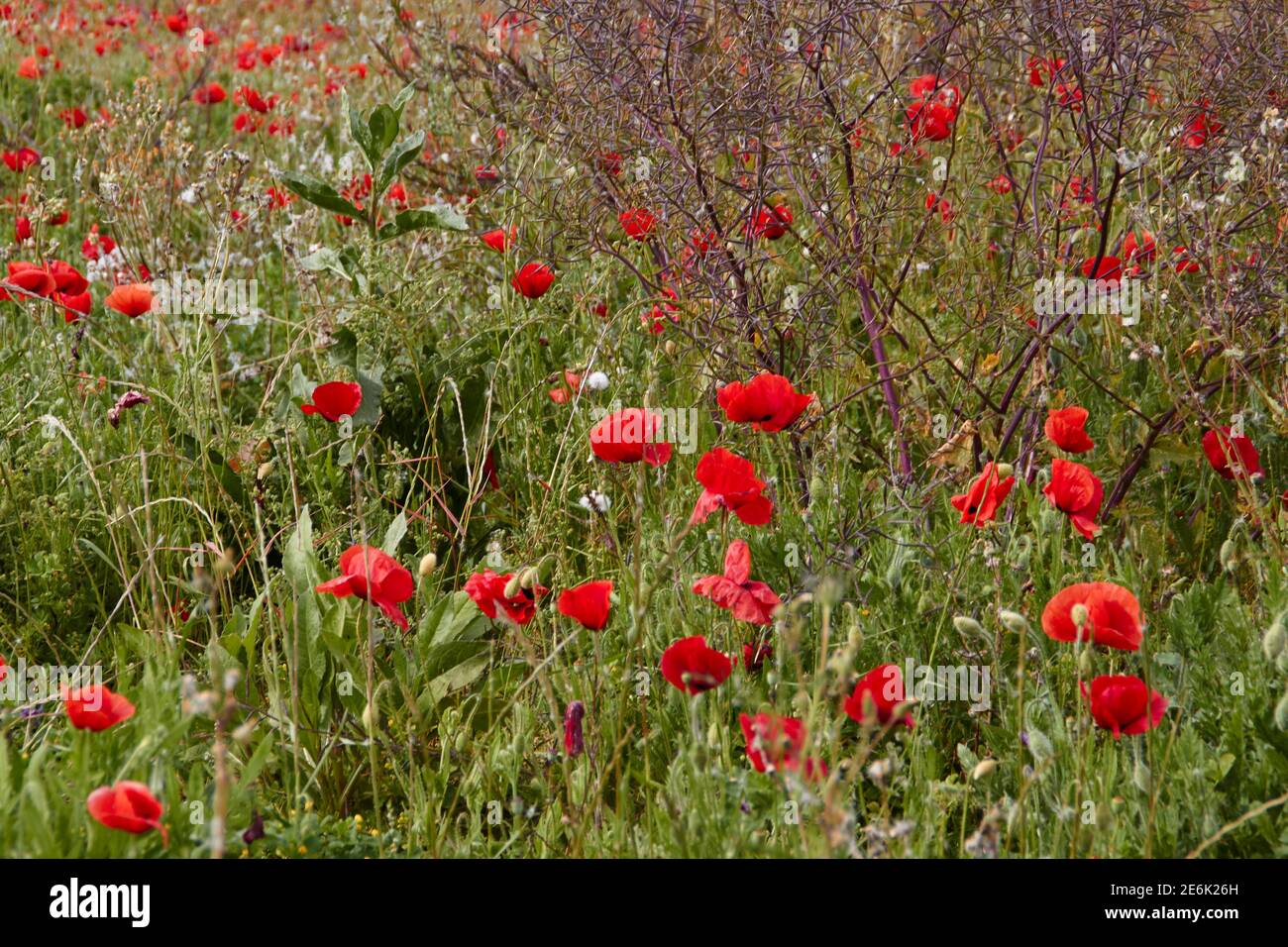 prato wildflower sull'isola di maiorca, Spagna Foto Stock