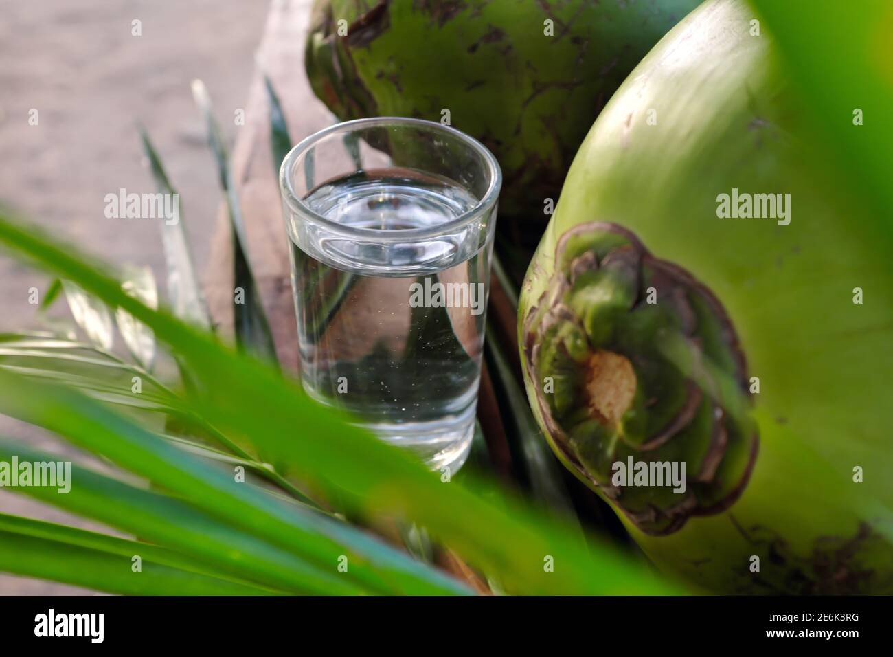 Concentrazione selettiva di acqua di cocco fresca succo di bevanda in vetro con noci di cocco verde giovane. Foto Stock