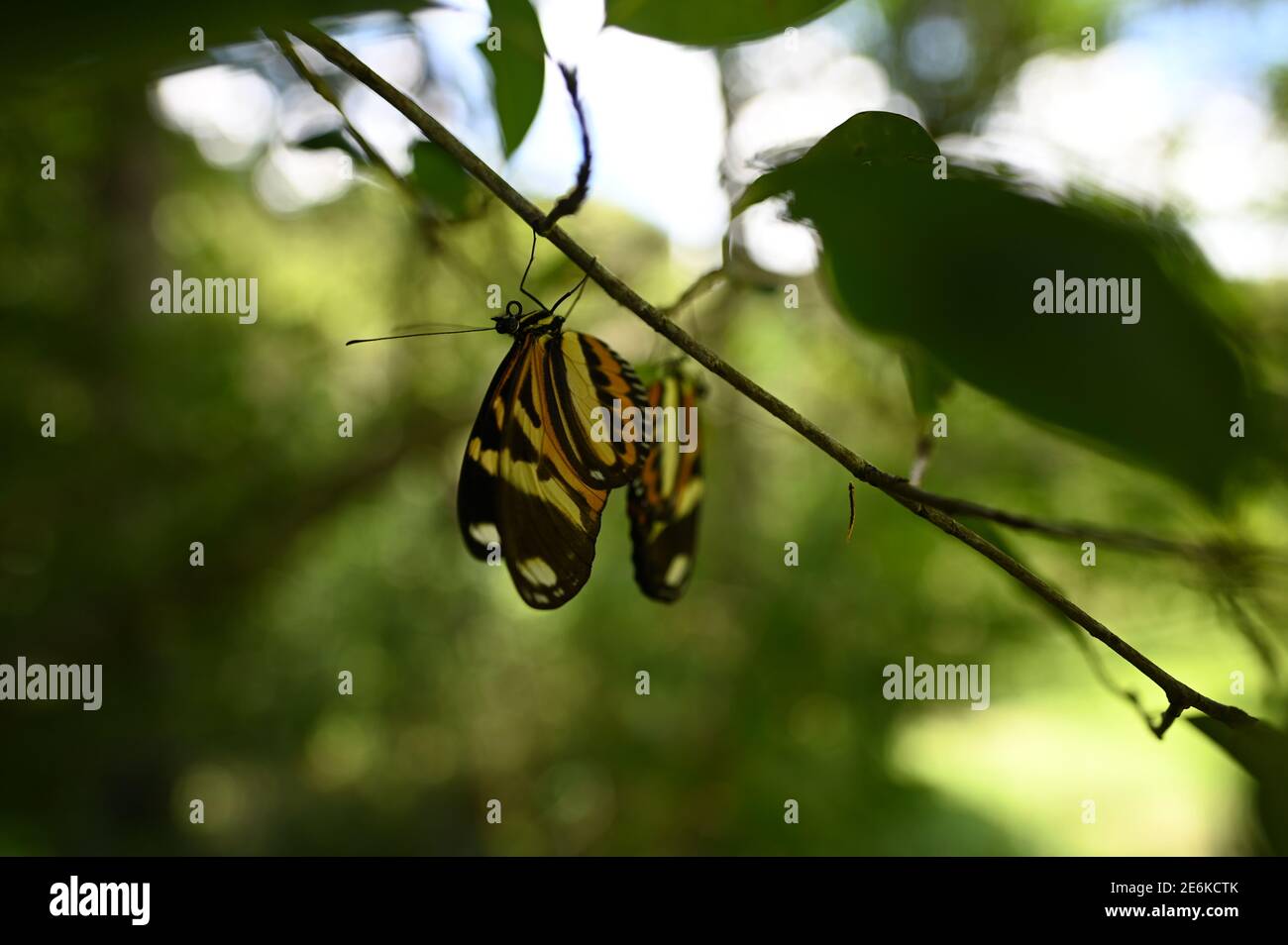 Coppia di farfalle Foto Stock