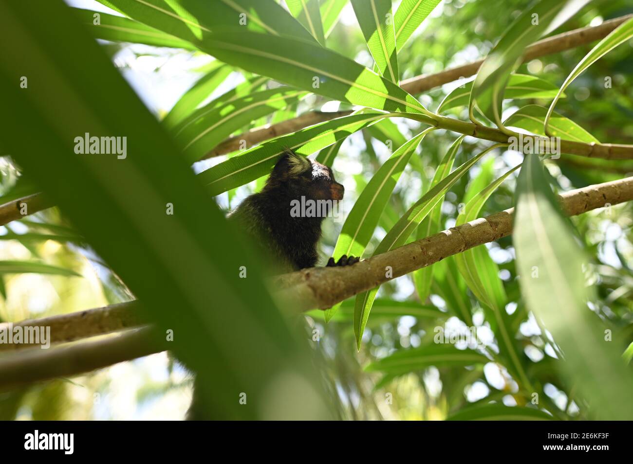 scimmia marmoset o scimmia sagui brasiliana Foto Stock