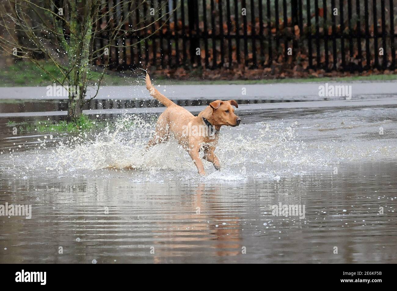 Londra, Regno Unito. 29 gennaio 2021. Il cane insegue la palla attraverso le pudddle allagate dopo la pioggia pesante su Wandsworth Common. Credit: JOHNNY ARMSTEAD/Alamy Live News Foto Stock