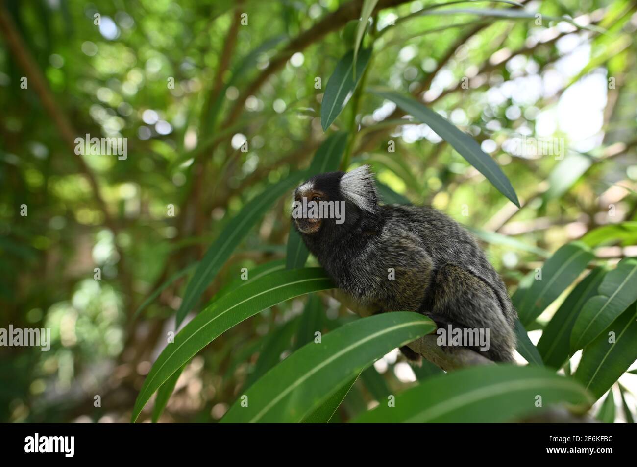 scimmia marmoset o scimmia sagui brasiliana Foto Stock