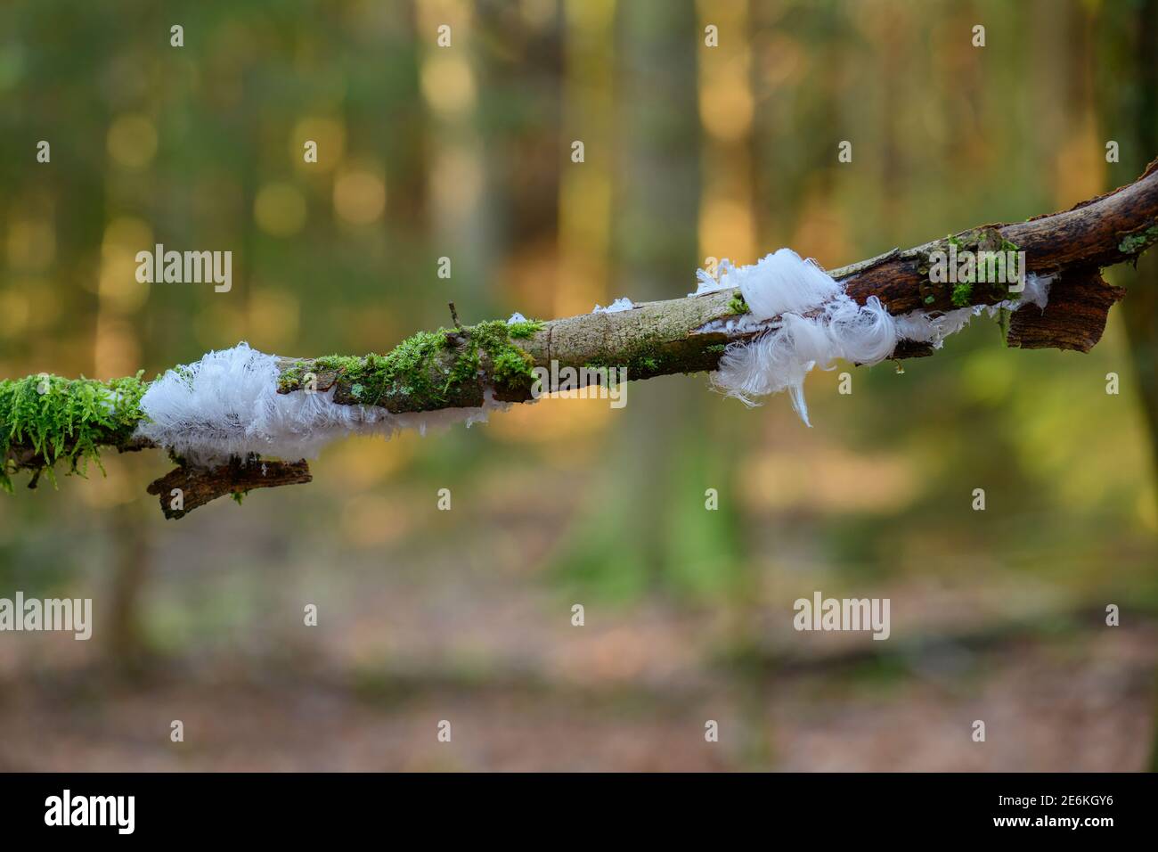 Ghiaccio capelli su legno Foto Stock