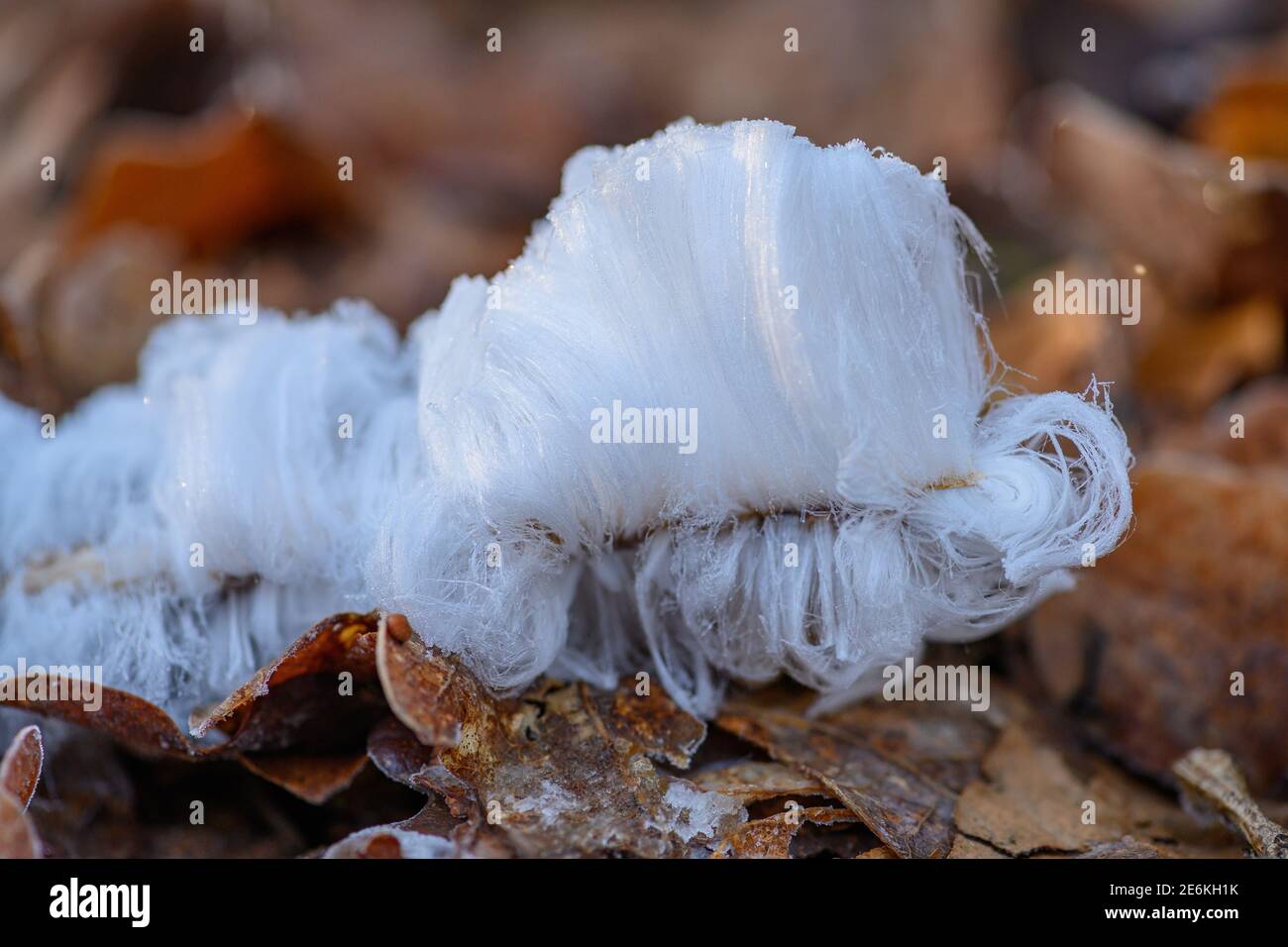 Ghiaccio capelli su legno Foto Stock