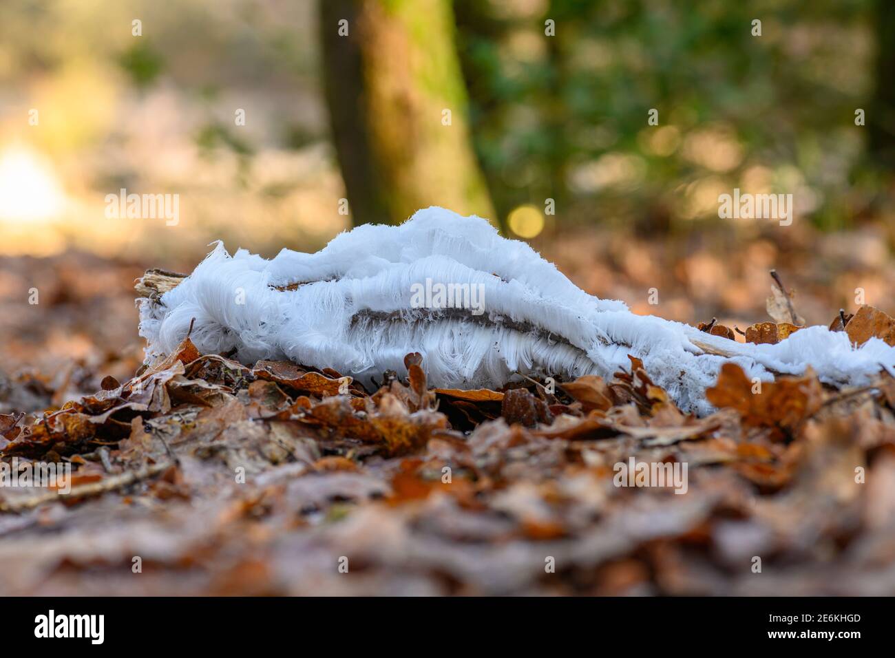 Ghiaccio capelli su legno Foto Stock