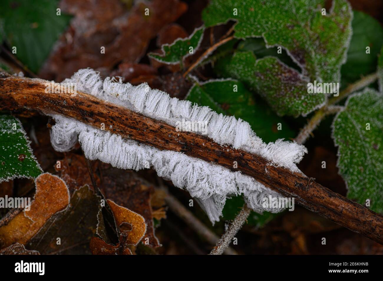 Ghiaccio dei capelli, capelli di ghiaccio su legno, ghiaccio peloso assomiglia ai capelli bianchi, strutture di ghiaccio fini, strutture filamentose filamentose del ghiaccio stringy Foto Stock