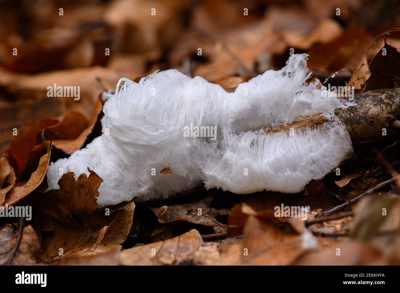 Ghiaccio capelli su legno Foto Stock