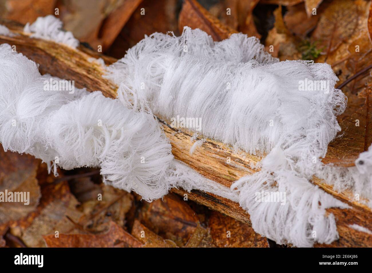 Ghiaccio dei capelli, capelli di ghiaccio su legno, ghiaccio peloso assomiglia ai capelli bianchi, strutture di ghiaccio fini, strutture filamentose filamentose del ghiaccio stringy Foto Stock