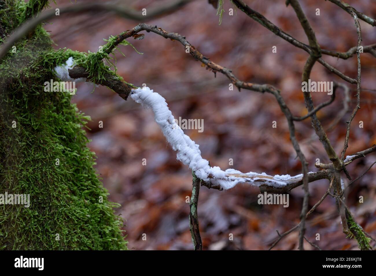 Ghiaccio capelli su legno Foto Stock