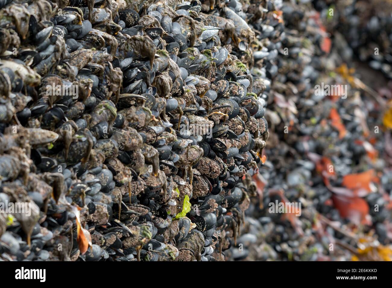 Cozze d'acqua salata (Mytilidae) che crescono sulla costa rocciosa dell'oceano a bassa marea in Alaska, Stati Uniti. Foto Stock