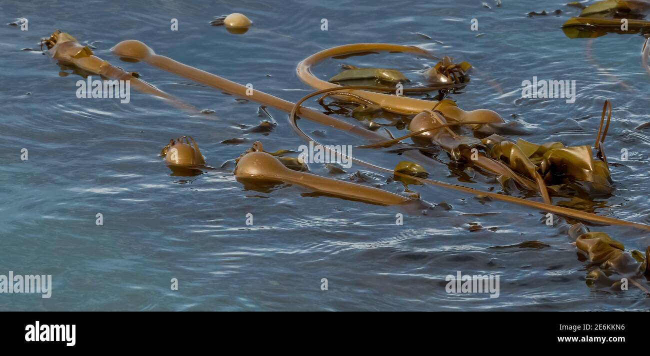 Bull Kelp (Nereocystis luetkeana) che galleggia sulla superficie dell'oceano al largo della costa dell'Alaska, Stati Uniti. Foto Stock