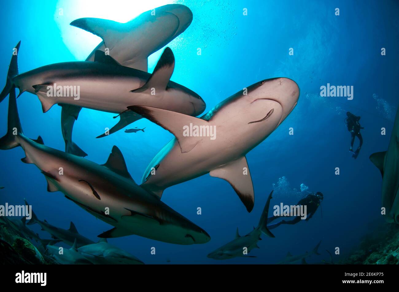 Subacquei che nuotano con una grande scuola di squalo caraibico (Carcharhinus perezi) nel Mar dei Caraibi. Foto Stock