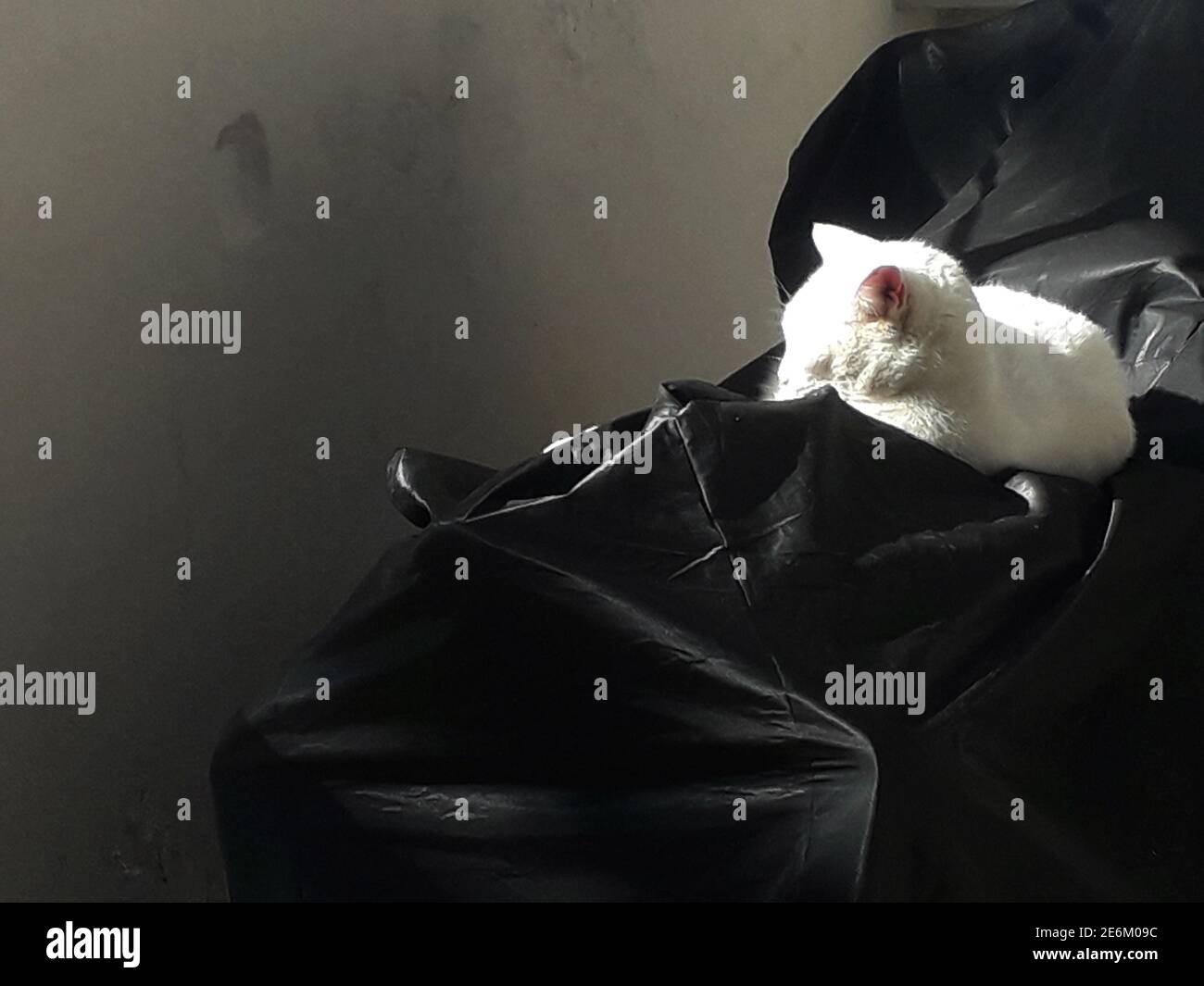 Piccolo gatto bianco poggiato su una copertura nera e crogiolarsi alla luce del sole Foto Stock