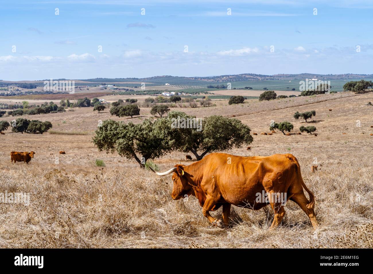 Vacche rosse che grassano su prati asciutti tra gli alberi di sughero di Alentejo, Portogallo Foto Stock