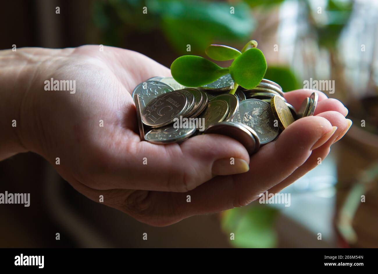 palma con soldi e un peduncolo verde 2021 Foto Stock