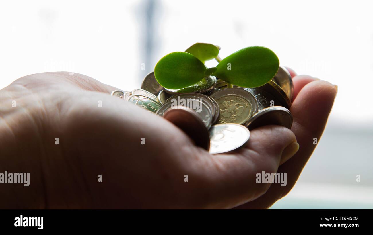 palma con soldi e un peduncolo verde 2021 Foto Stock