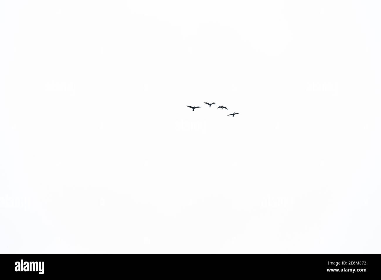 4 uccelli nel cielo Foto Stock