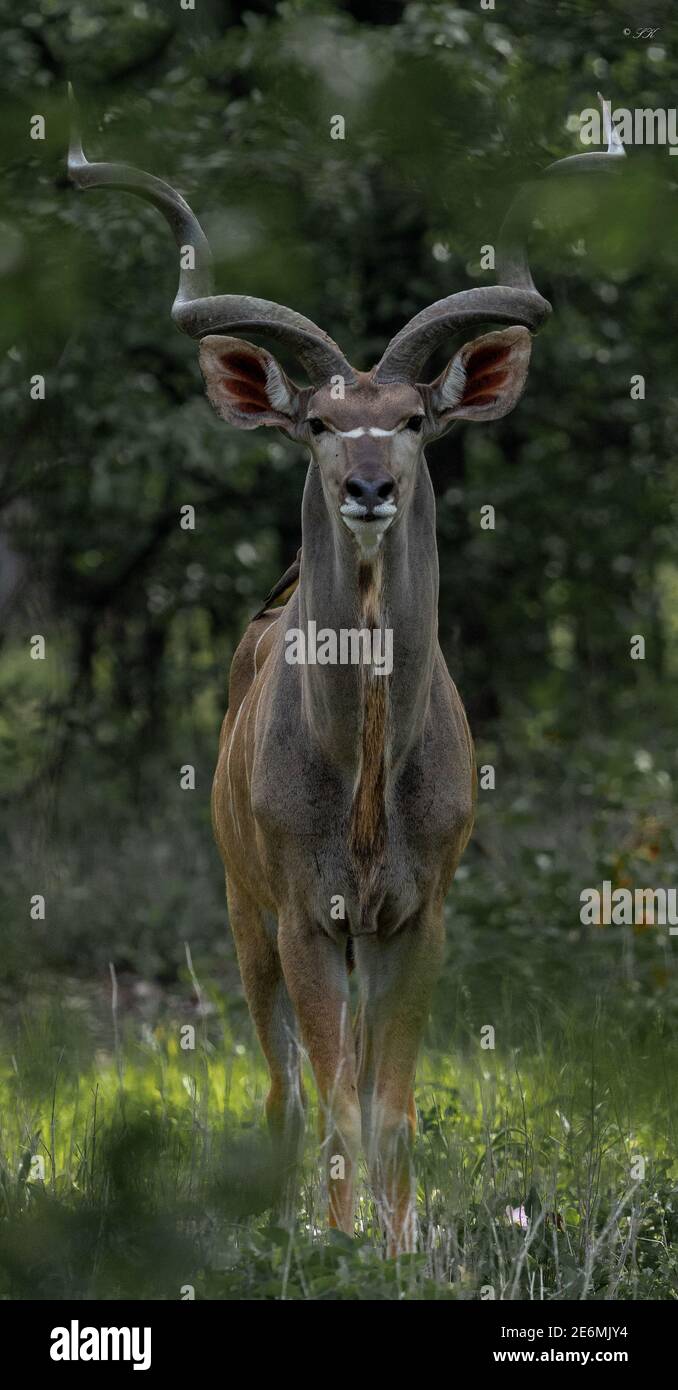 Un bel kudu maschile pone per una fotografia Foto Stock