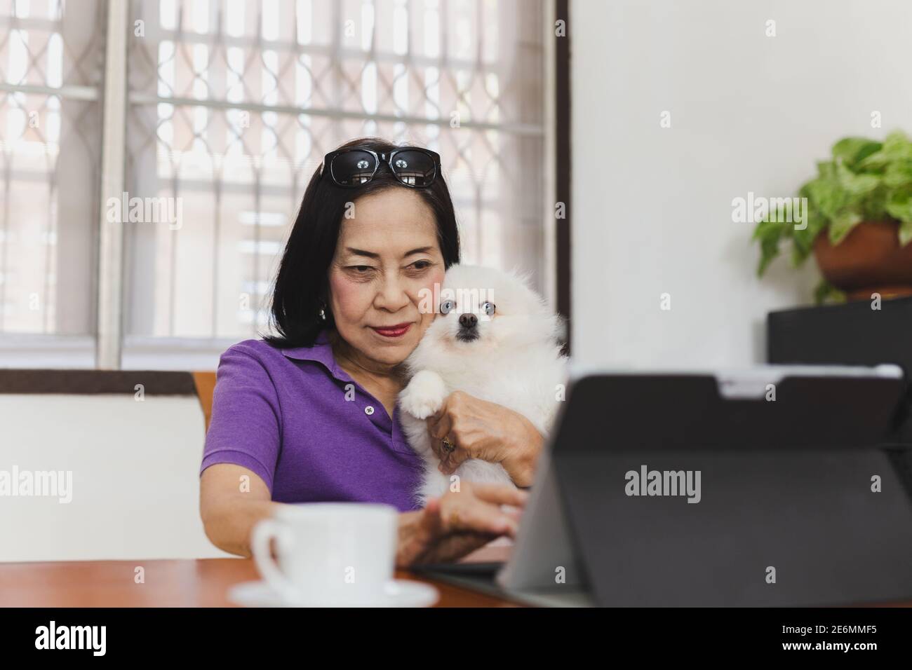 Donna anziana che tiene il cane Pomeranian mentre il laptop di lavoro. Foto Stock