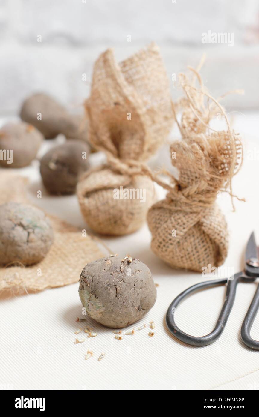 Bombe di seme fatte in casa. Palle di terreno di argilla incorporate con  semi di fiori in involucri di hessian intesi come un regalo. REGNO UNITO  Foto stock - Alamy
