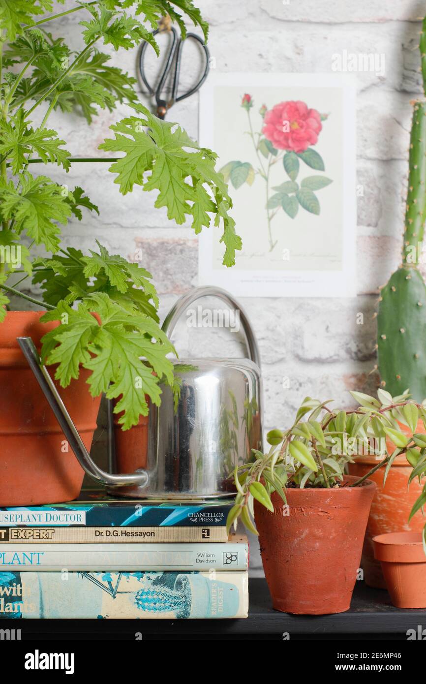 Annaffiatura piante casalinghe esposte accanto a libri di giardinaggio su uno scaffale. REGNO UNITO Foto Stock