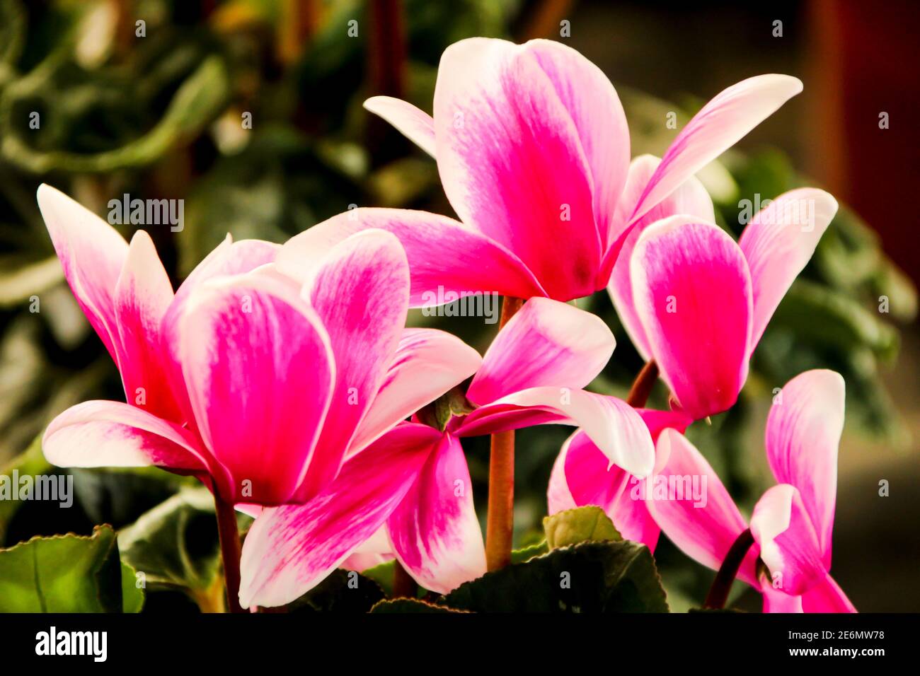 Colorato di rosa ciclamino fiore in giardino Foto Stock