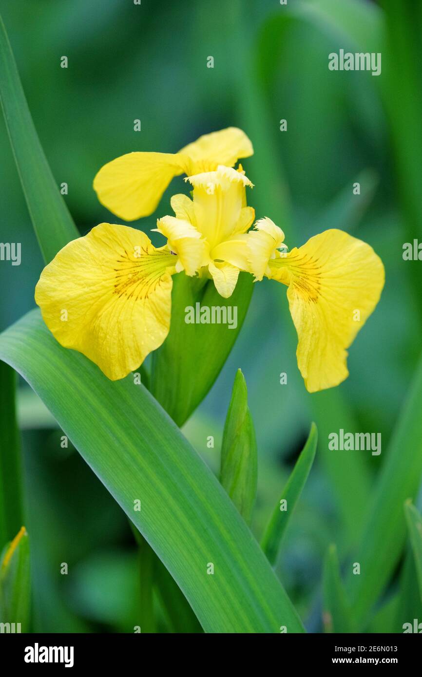 Iris pseudacorus. Iris giallo, pugnali, flagone, spada di Giacobbe, bandiera d'acqua, spiedini d'acqua, bandiera gialla, fleur-de-lis giallo. Iris giallo Foto Stock