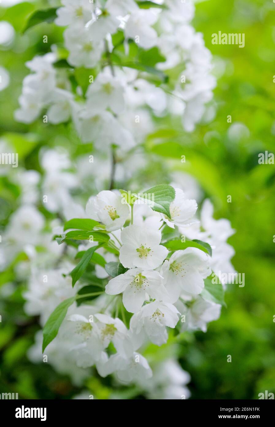 Malus hupehensis. L'albero di mela cinese del granchio, anche indicato come granchio di Hupei o la mela del granchio del tè. Fiori bianchi all'inizio della primavera. Foto Stock